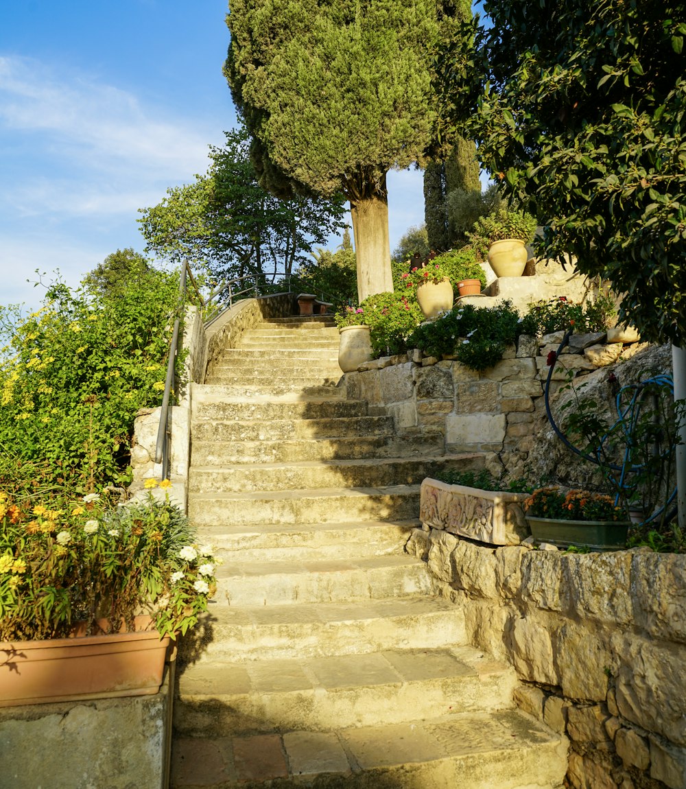 A natural stone garden terrace with steps and layered planting
