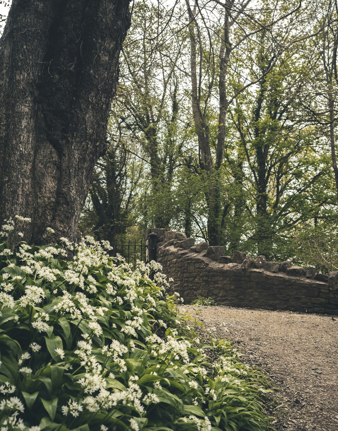 A lush garden path winding through layered green planting and natural stone